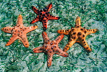 Horned seastars {Protoreaster nodosus} in seagrass at low tide. Sulawesi,