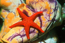 Starfish {Fromia molleporella} on Sea squirt {Polycarpa aurata} Sulawesi,