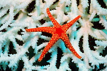 Necklace starfish {Fromia monilis} on coral. Sulawesi, Indonesia