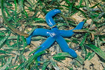 Starfish {Linckia laevigata} on seagrass at low tide. Sulawesi, Indonesia
