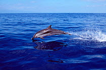 Striped dolphin leaping {Stenella coeruleoalba} Azores,  Portugal, North Atlantic  (Non-ex).