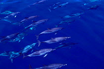Pod of Atlantic spotted dolphins underwater {Stenella frontalis} Azores, N Atlantic  (Non-ex).