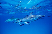 Juvenile Atlantic spotted dolphins {Stenella frontalis} spots develop later, Bahamas  (Non-ex).