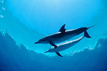 Atlantic spotted dolphins touching flippers {Stenella frontalis} Bahamas, Caribbean ~(Non-ex).