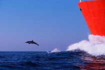 Long beaked common dolphin leaping in bow wake of tanker {Delphinus capensis} Transkei,  (Non-ex).