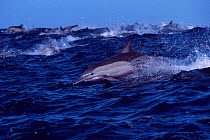 Long beaked common dolphin racing towards sardine shoal {Delphinus capensis} Transkei,  (Non-ex).