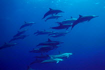 Pod of Spinner dolphins underwater {Stenella longirostris} Hawaii, Pacific  (Non-ex).