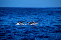 Pod of Striped dolphins travelling at fast speed {Stenella coeruleoalba} Azores  (Non-ex).