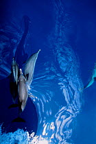 Atlantic spotted dolphins bowriding beneath boat {Stenella frontalis} Azores  (Non-ex).