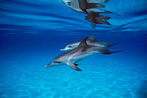 Atlantic spotted dolphins juveniles without spots {Stenella frontalis} Bahamas  (Non-ex).