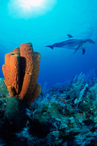 Bottlenose dolphin {Tursiops truncatus} Cayman Islands -Spot  tame wild dolphi  (Non-ex).