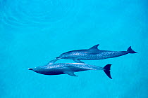 Atlantic spotted dolphins touching {Stenella frontalis} Bahamas, Caribbean  (Non-ex).