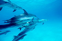 Atlantic spotted dolphins aggressive interaction {Stenella frontalis} Bahamas, Caribbean,  (Non-ex).