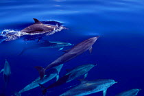 Atlantic spotted dolphins at surface {Stenella frontalis} Bahamas, Caribbean, Atlantic  (Non-ex).
