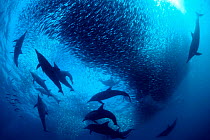 Long beaked common dolphins predating sardine baitball {Delphinus capensis} South Afric  (Non-ex).