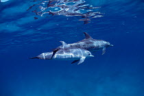 Atlantic spotted dolphin mother and calf {Stenella frontalis} Bahamas, Caribbean  (Non-ex).