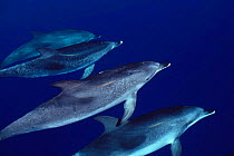 Atlantic spotted dolphins {Stenella frontalis} Bahamas, Caribbean  (Non-ex).
