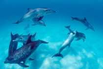 Atlantic spotted dolphins jousting {Stenella frontalis} Bahamas, Caribbean  (Non-ex).