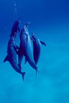 Atlantic spotted dolphins {Stenella frontalis} Bahamas, Caribbean  (Non-ex).