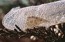 Shed skin of Slow worm {Anguis fragilis} Purbeck, Dorset, UK