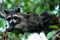 Southern racoon {Procyon lotor} feeding on berries and resting in tree. Ding Darling WR,