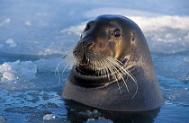 Bearded seal female head portrait , at sea surface, Svalbard, Norway, Europe