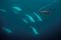 White whales (Beluga) underwater with diver Arctic