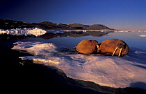Walrus on ice floe {Odobenus rosmarus} Atlantic Greenland