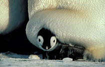 2 week old Emperor penguin chick being incubated {Aptenodytes forsteri} Antarctic