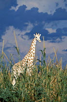 West African giraffe in millet plantation {Giraffa camelopardalis peralta}, Niger.
