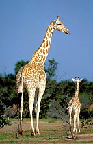 West African giraffe adult & calf {Giraffa camelopardalis peralta}, Niger.