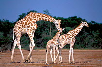 West African giraffes {Giraffa camelopardalis peralta}. Dallol Bosso Nord, Sahel, Niger.