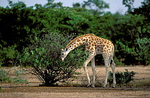 West African giraffe calf {Giraffa camelopardalis peralta}. Dallol Bosso Nord,