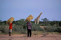 West African giraffe in plantation {Giraffa camelopardalis peralta}, Niger.