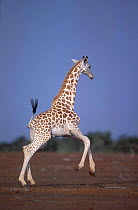 West African giraffe calf {Giraffa camelopardalis peralta}, Niger.