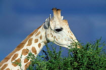 West African giraffe female head close up feeding {Giraffa camelopardis peralta} Niger.