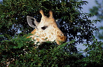 West African giraffe feeding {Giraffa camelopardis peralta}. Sahel, Niger.