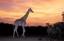 West African giraffe at dusk {Giraffa camelopardis peralta}. Sahel, Niger.