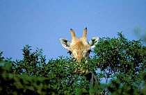 West African giraffe feeding {Giraffa camelopardis peralta}. Sahel, Niger.