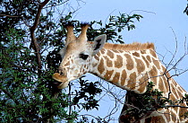 West African giraffe male feeding {Giraffa camelopardis peralta}. Sahel, Niger.