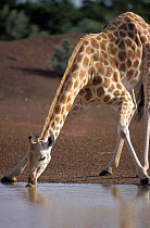 West African giraffe drinking {Giraffa camelopardis peralta}. Sahel, Niger.