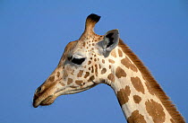 West African giraffe face {Giraffa camelopardis peralta}. Sahel, Niger.