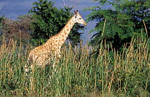 West African giraffe in plantation {Giraffa camelopardis peralta}. Niger.