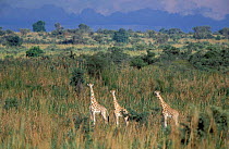 West African giraffes in bush {Giraffa camelopardis peralta}. Dallol, Sahel, Niger.