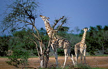 West African giraffe calves feeding {Giraffa camelopardis peralta}. Sahel, Niger.