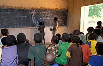 Conservation & natural history lesson in classroom. Kanare Village, Sahel, Niger, Africa.