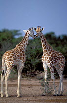 West African giraffe calves {Giraffa camelopardis peralta}. Sahel, Niger.