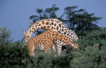 West African giraffe male smelling female in oestrus {Giraffa camelopardis peralta}.