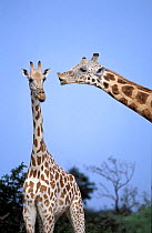 West African giraffe male smelling female in oestrus {Giraffa camelopardis peralta}.
