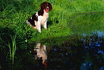 English Springer spaniel dog sitting beside lake {Canis familiaris} Wisconsin, USA